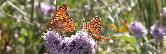 Lapidopteros de Sierra Nevada